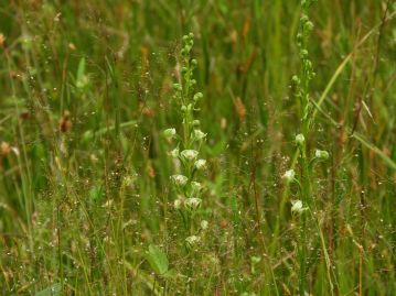 日当たりの良い湿地に生育して時に群生するが、花が緑白色ということもあり、あまり目を引く植物ではない。