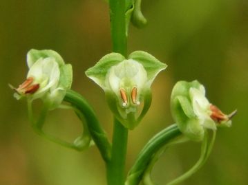 花は径8～10mmほど。もっとも後方で左右に張り出していて緑色の濃い部分は側萼片。黄赤色の部分が葯。