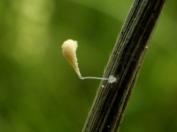 花粉塊には先端に粘着体のついた柄があり、訪花昆虫の体にくっ付いて引き出され、運ばれる仕組み。