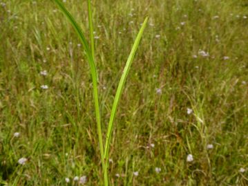 葉は長さ5～20cm、幅3～6cmの線形で茎の下半部に数枚つき、基部は鞘状になって茎を抱く。