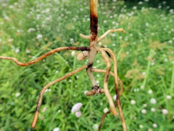 地下には少数のやや太い根と俵形の球茎があり、短い地下茎の先に新たな球茎を作って栄養繁殖を行う。