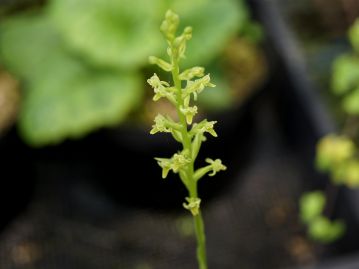 トンボソウの花。花の形や咲いた様子などが昆虫のトンボが群れ飛ぶ様子を思わせることからその名がある、