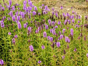 日当たりのよい湿地・水田周辺に群生する多年草。秋、茎の先に淡紅色の花穂をつける。