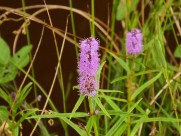 花穂の形を、サクラソウ科のオカトラノオ同様、トラの尻尾に例えた。