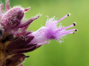 一つの花。濃紫色の部分が萼、淡紫色の膜状の部分が花冠。雄しべは花冠から突き出し、房状の毛がある。