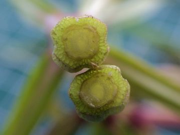 茎の断面は他のシソ科の植物にも見られるように四角形だが、角が凹んでおり「+」形に見える。