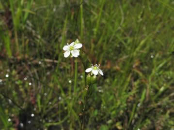 花は岡山県下では6~８月の晴天の日の午前中、高さ15～20cmの花茎の先に白色の５弁花を開く。