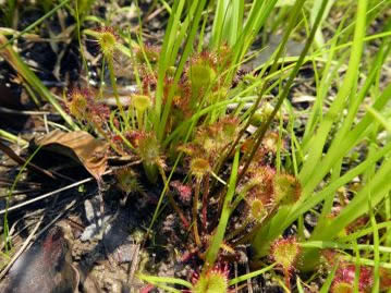 光合成色素を持っており自ら光合成もする。草の陰などになった個体は、赤色が薄くなり、緑色の姿となる場合が多い。