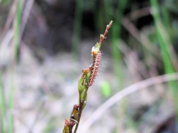 本種の若い果実を摂食中のモウセンゴケトリバの幼虫。食虫植物であるモウセンゴケ類を専門に食べるガの1種である。