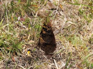 岡山県南での筍発生のピークは4月中旬ごろ。筍は肉厚でえぐみが少ないため、食用とされる。