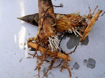 筍は地中に伸びた地下茎より発生する。伸長には地下茎からの養分を利用するため、根は未発達。