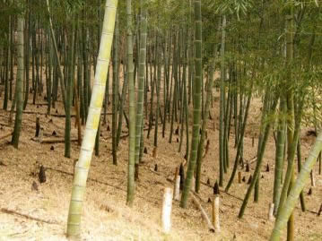 筍生産のためによく手入れされた倉敷市真備町地域のモウソウチク林。