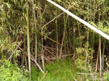 手入れを放棄されたモウソウチク・マダケの混交林。倒れた稈などが積み重なり、林内を歩くことも難しい。
