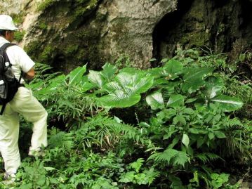 岡山県下では石灰岩地質の場所に生育することが多く、沿岸よりも中部以北に多い。写真は岡山県北部の石灰岩地の林床に生育する本種。