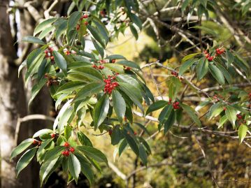 雌雄異株の常緑高木で果実は秋に赤く熟す。実が美しいので「七実の木」と呼ばれたとの説がある。