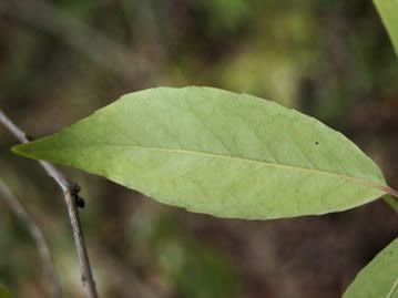 葉裏の様子。葉のふちには荒い鋸歯があり、無毛。葉柄はふつう緑色とされるが、この写真のように紫色を帯びることも珍しくない。
