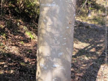 樹皮は灰褐色で細かい皮目があるが、一見平滑に見えるためか、漢字で「滑木」と書くこともある。