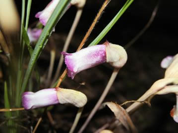 夏～秋ごろ、花茎の先に淡紫色の花を1つ咲かせる。やや下向きにうつむいて咲く花を物思いにふける姿に例えて、古くは「思い草」と呼んだ。