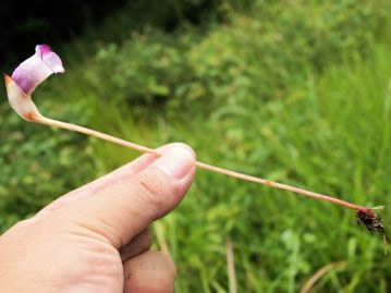 タバコを吸うためのキセル（煙管）に似ているので「南蛮煙管」。茎に見える部分は花茎で、本当の茎は根元の部分であり、鱗片状に退化した葉がある。