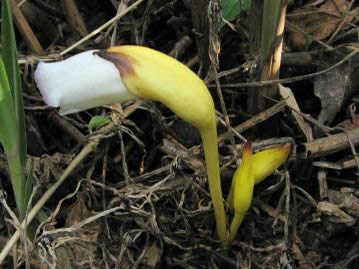 植物園内には白花のナンバンギセル（園芸品）も栽培している。白花といっても完全な白化品ではなく、花弁の先はわずかに紅をさしたように色づく。