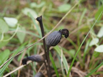 花後にはがくに包まれた状態で果実ができる。花茎は立ち枯れた状態となり、果実は乾燥するとがくの部分ごと裂け、種子を散布する。