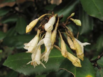 花は秋。花弁のように見えるのは先が4裂した萼筒。萼筒ははじめ帯白色だが、次第に淡黄色に変化する。