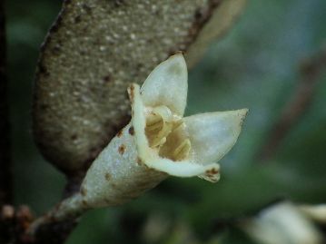 雄しべは4裂した萼裂片の間に位置し、花糸はきわめて短い。花柱はまるで傘の持ち手のように曲がっている。