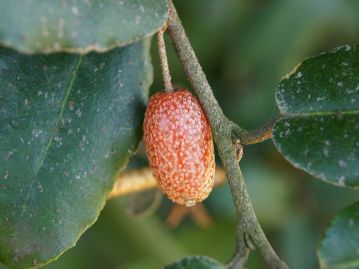 果実は4～5月頃、赤く熟す。外面に褐色鱗片が残る。果実は食べられるが、甘みと同時に渋みもある。