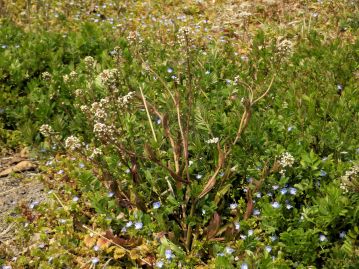 全国の道ばたや畑地周辺で普通にみられる春の草花の代表格。茎は直立し、分枝する。