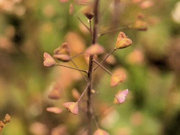 重井薬用植物園 おかやまの植物事典