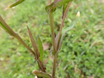 葉の縁の切れ込み方など形状には変異が大きいが、茎葉の基部は普通、茎を抱く形状になる。