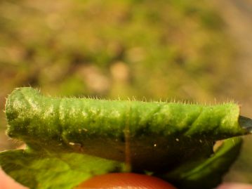 葉の表面の毛の様子。個体や生育環境によって密度に差があるが、茎などを含め全体に細かい毛が多い。