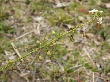 草花遊びとして、果柄の付け根を折り下げ、「でんでん太鼓」のように回して音を楽しむ。