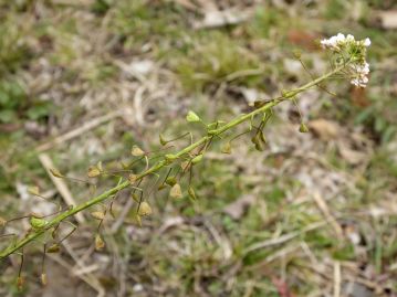 草花遊びとして、果柄の付け根を折り下げ、「でんでん太鼓」のように回して音を楽しむ。