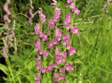 重井薬用植物園 園内花アルバム