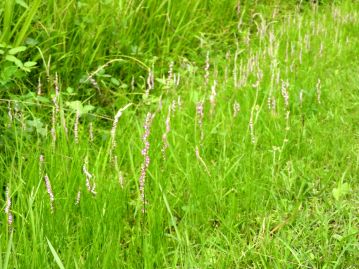 芝生のように草丈が低く、日当たりがよい草地に生育する。草刈りのタイミングが合えば花茎が群生することも。