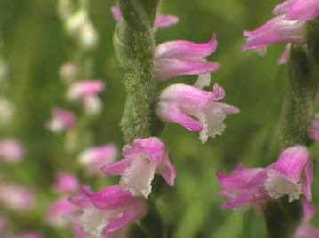 花茎などには白色の短毛が生える。花の唇弁のふちには細かい歯牙があり、内側にはいぼ状の突起がある。