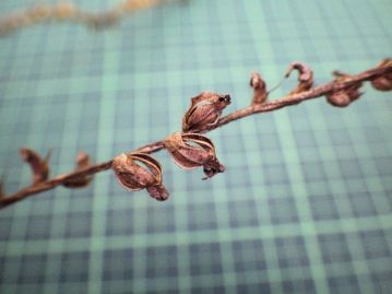 果実は蒴果。開花から1ヶ月～1ヶ月半ほどで結実し、裂開する。