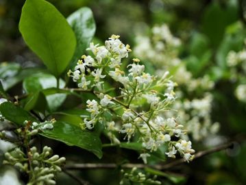 6月頃、枝先の円すい状の花序に、白色の小花を多数咲かせる。