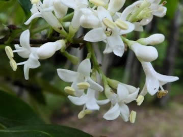 小花は先が4裂して平開する。花の外部に突き出した花糸（雄しべ）が目立つ。