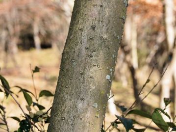 樹皮は灰褐色で、粒状の皮目がある。皮目は枝にも見られる。