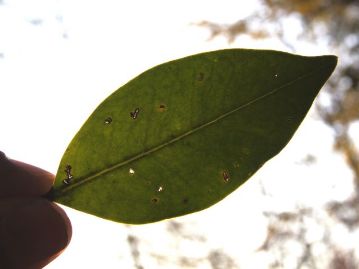 葉を光に透かしても、側脈はほとんど見えない。トウネズミモチの場合、側脈が白く透けて見える。