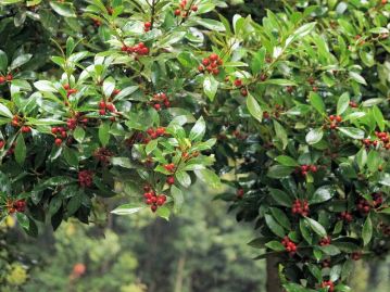 モチノキの赤い果実。本種は“モチ”と付くが、葉の質感が似ていることに由来し、モチノキ科ではない。