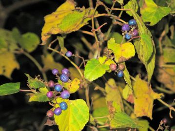 果実は食用ブドウのような房にはならず、秋に青～赤紫、白色など様々な色に熟す。食用にはならない。