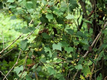 重井薬用植物園 園内花アルバム