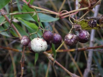 昆虫の幼虫が寄生した果実（白色の大きな果実）。通常の果実より大きく肥大し、歪な形状となる。