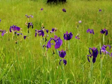 水辺や湿地に生育する多年草。花期は、5月頃に咲くアヤメやカキツバタにやや遅れて、6月頃に咲く。