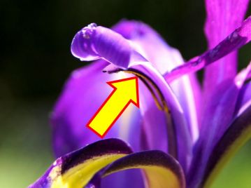 雄しべは花弁状に変化した花柱の下にあり（矢印）、間に潜り込んだ昆虫の背に花粉が付着する仕組みである。