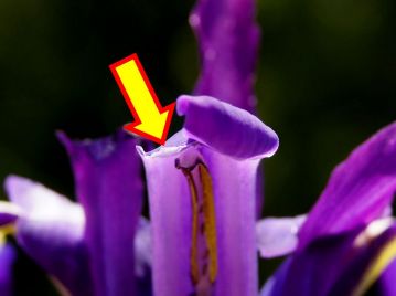花弁状の花柱の先端、反り返った部分の基部（矢印）が柱頭。写真は反り返った部分を半分取り除いてある。