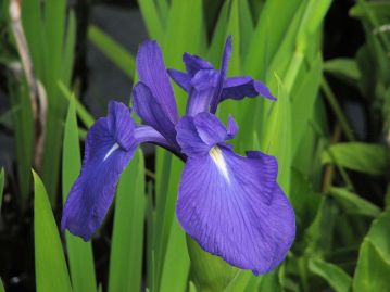 カキツバタの花。本種に比べてやや花期が早く、外花被片の斑は白色、葉の中脈は隆起せず、目立たない。